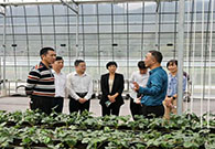2017年10月19日，黄岩区副区长陪同外省籍政界人士考察了绿沃川现代农业