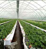 绿沃川草莓种苗